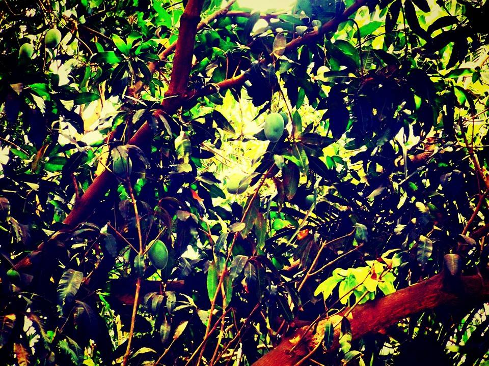 10933767_10203283031789150_2836373305288210182_n (1)